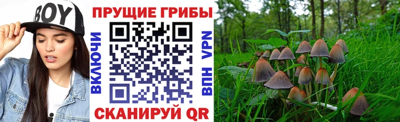 наркошоп Шацк Псилоцибиновые грибы Psilocybine cubensis
